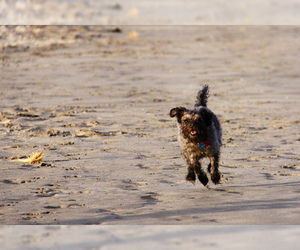 Small #7 Breed Affenpinscher image