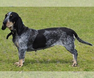 Image of Basset Bluetick breed