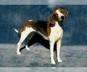 Small #4 Breed American Foxhound image