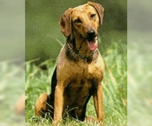 Image of Balkan Hound breed