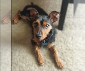 Image of Yorkie Pin breed