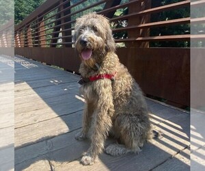 Image of Anadoodle breed