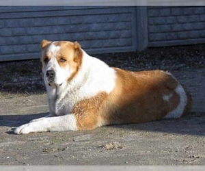 Image of Sage Mazandarani breed