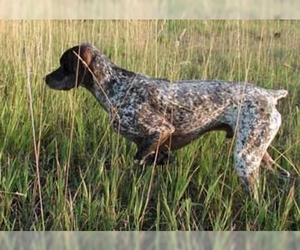 Image of Bourbonnais Pointer breed