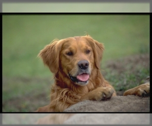 Image for artice 'Find Your Golden Retriever Puppy: January 2025 InstantPuppy.com Listing & Price Guide'