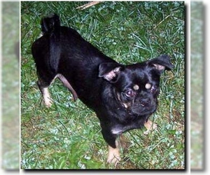 Image of Bea Griffon breed