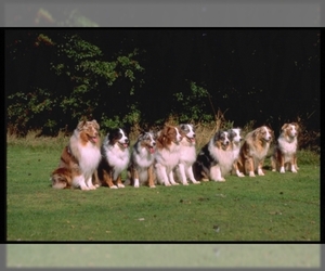 Image for artice 'Find Your Miniature Australian Shepherd Puppy: 2024 InstantPuppy.com Listings & Prices for Smart Buyers'