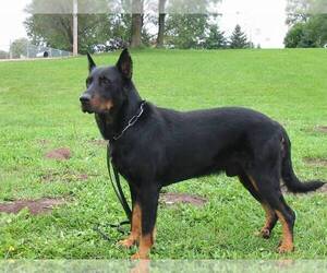Small #1 Breed Beauceron image