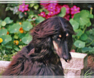 Small #12 Breed Afghan Hound image