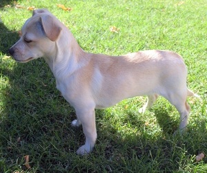 Image of Jack-A-Ranian breed