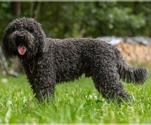 Image of Barbet breed