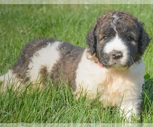 Image of Saint Berdoodle breed