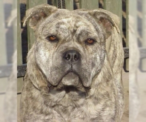 Image of Ca de Bou (Majorca Mastiff) breed