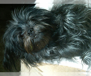 Small #9 Breed Affenpinscher image