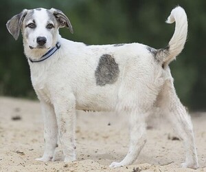 Image of Alaskan Beagle Malum breed