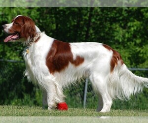 Image of Irish Red and White Setter breed