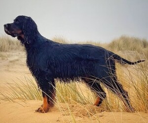 Image of Gordondoodle breed