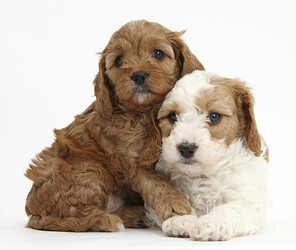 Image for artice 'Cavapoo Puppy Prices & Availability January 2025 | InstantPuppy Insights'