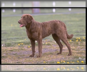 Image of Chesapeake Bay Retriever breed