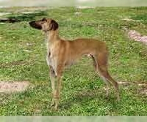 Image of Banjara Greyhound breed
