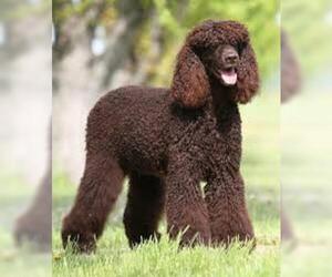 Small #2 Breed American Water Spaniel image