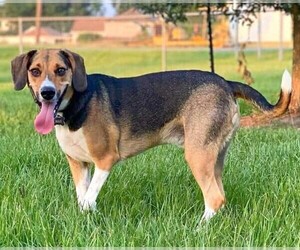 Image of Beagle Walker Coonhound breed