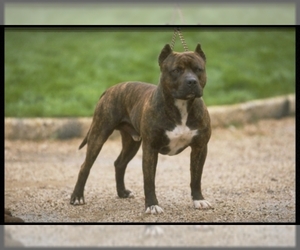 Image of American Staffordshire Terrier breed