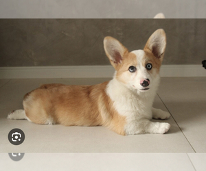 Image of American Corgi breed