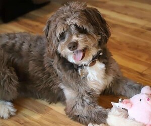 Image of Aussiedoodle Toy breed