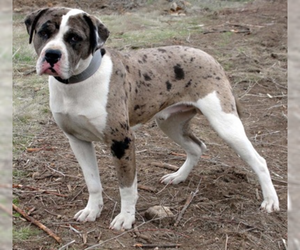 Small #1 Breed Alapaha Blue Blood Bulldog image
