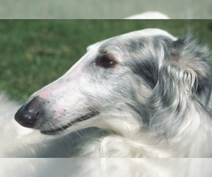 Image of Borzoi breed