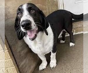 Image of Basset Collie breed