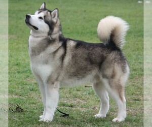 Image of Alusky breed