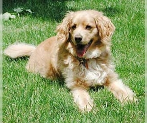 Image of Golden Cocker Retriever breed