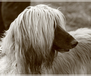 Small #14 Breed Afghan Hound image