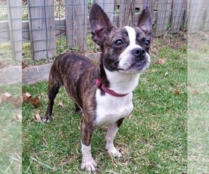 Image of Boston Huahua breed