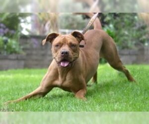 Image of American Bull Dogue De Bordeaux breed