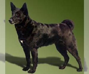 Image of Black Norwegian Elkhound breed