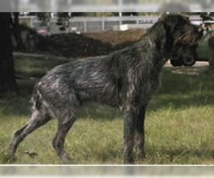 Image of German Broken-coated Pointer breed
