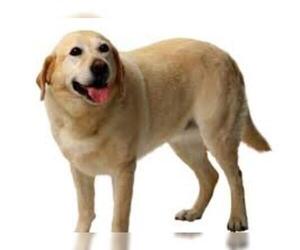 Small #4 Breed Labrador Retriever image