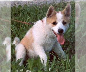 Image of Norrbottenspets breed