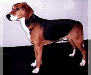 Image of Hamilton Hound breed