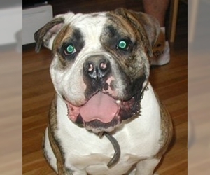 Image of Victorian Bulldogge breed