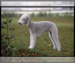 Image of Bedlington Terrier breed