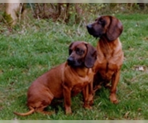 Image of Bavarian Mountain Hound breed