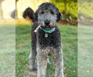 Image of Airedoodle breed