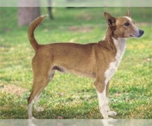 Image of Portuguese Podengo breed