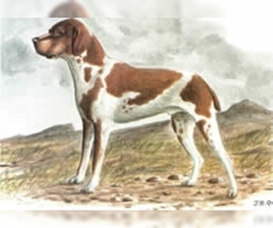 Image of Belgian Shorthaired Pointer breed