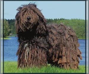Image of Bergamasco Sheepdog breed