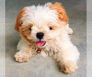 Image of Bolo-chi breed